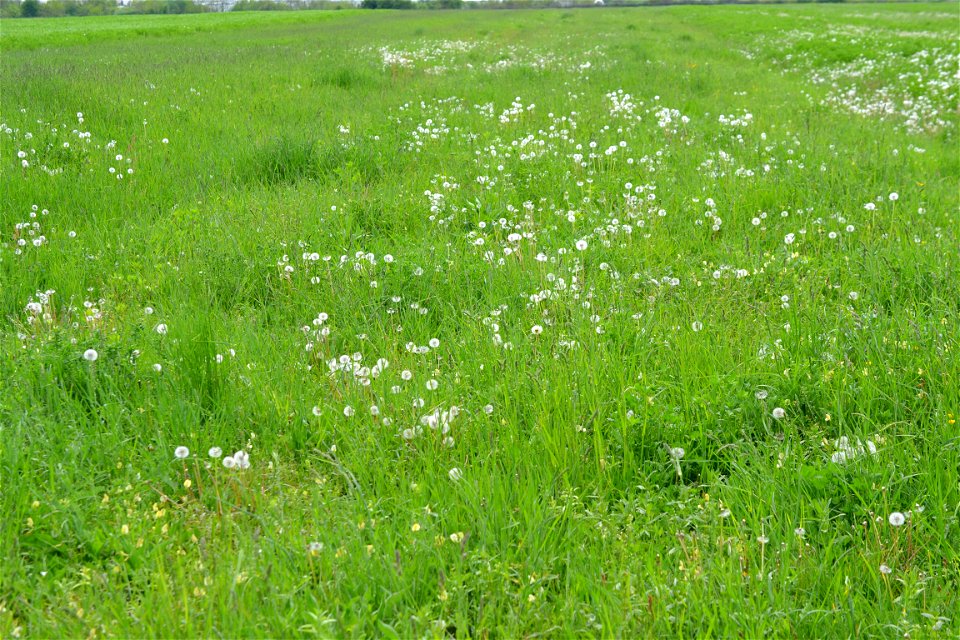 Spring time