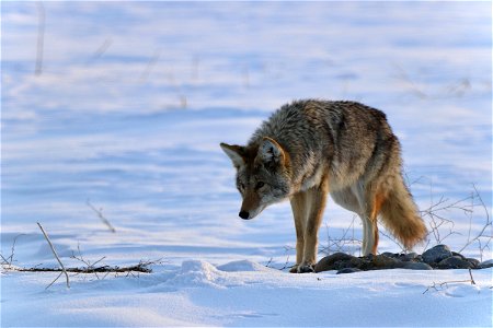 Coyote photo