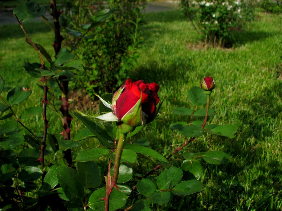 trandaf-rosu2009_0515_084254(1)