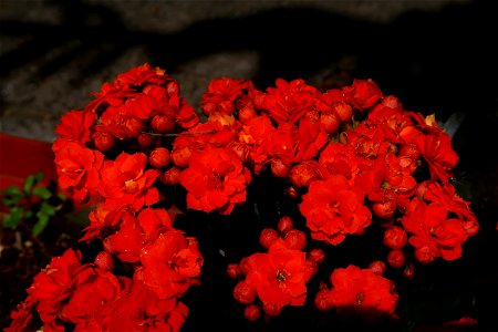 Sfanta-Vineri_cemtery- (23)