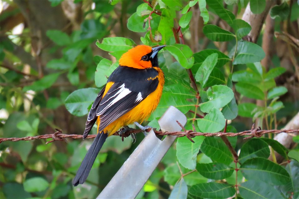 Spot-breasted Oriole