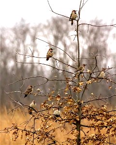 Northern Flickers photo