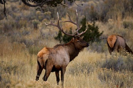 Bull elk during rut (3) photo