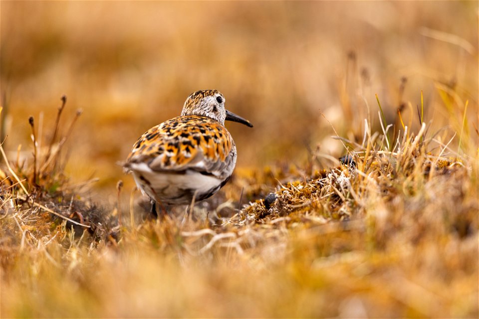 Adult dunlin on the Arctic tundra photo