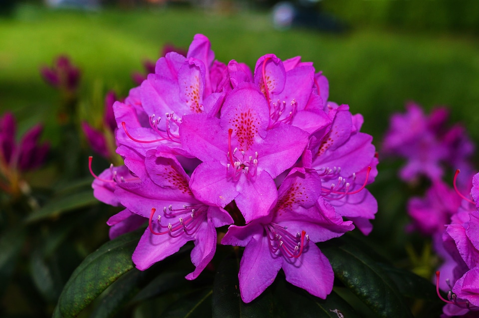 Purple tender beautiful