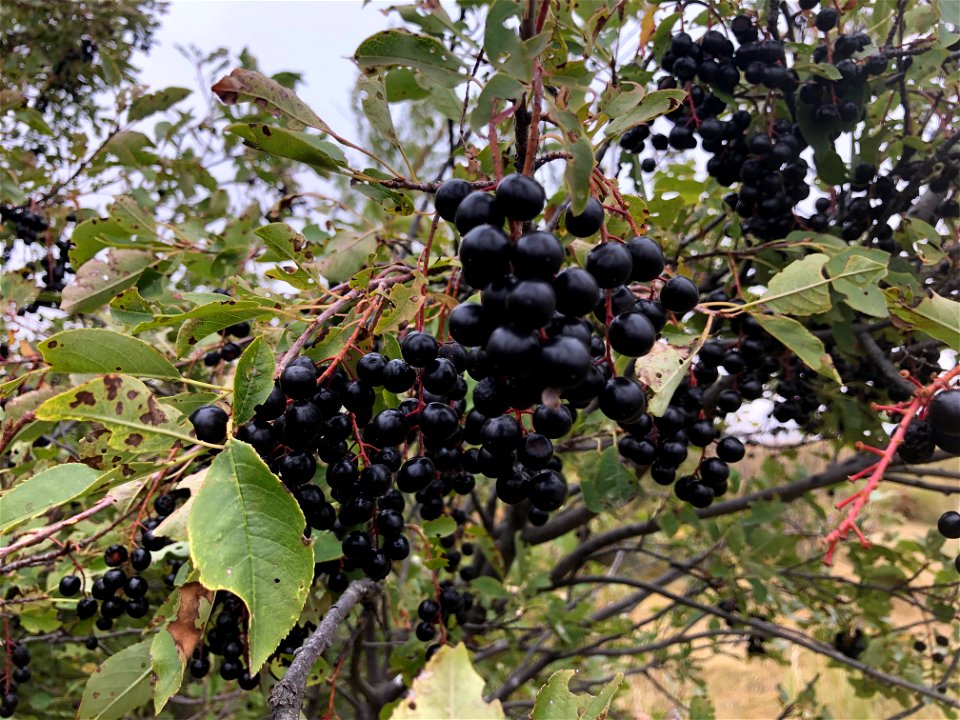 2022/365/266 Full Chokecherry Bush