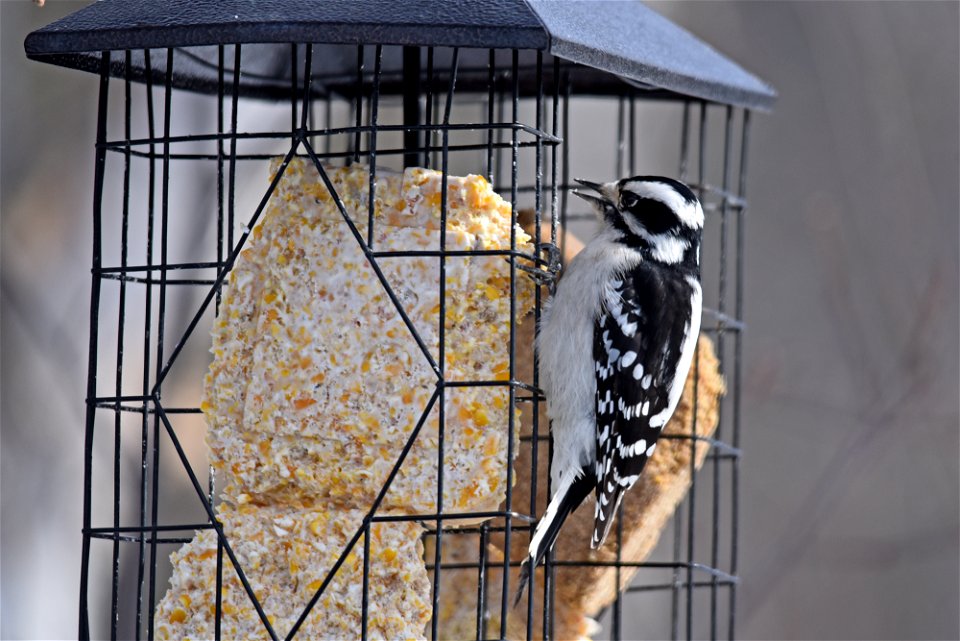 Downy woodpecker at a suet feeder