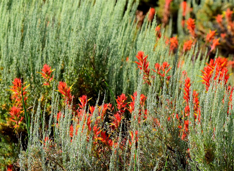 Paintbrush and Wyoming big sagebrush at Seedskadee NWR