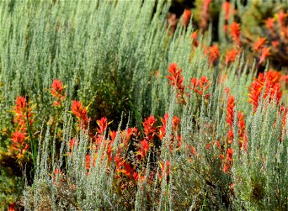 Paintbrush and Wyoming big sagebrush at Seedskadee NWR photo