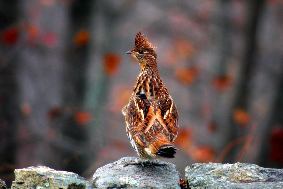 Ruffed Grouse on Rock Wall photo