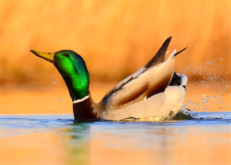 Mallard at Seedskadee National Wildlife Refuge