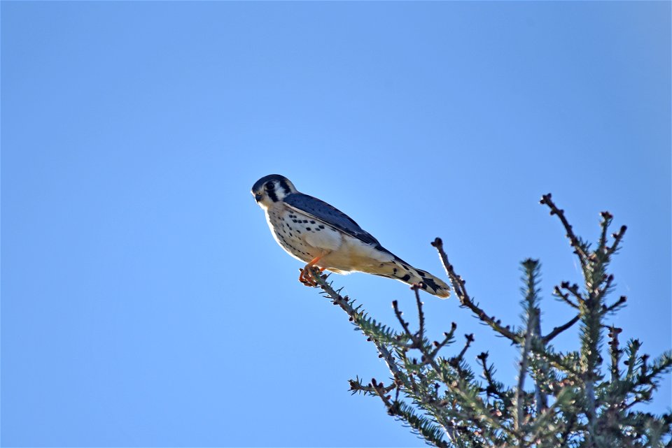 American kestrel photo