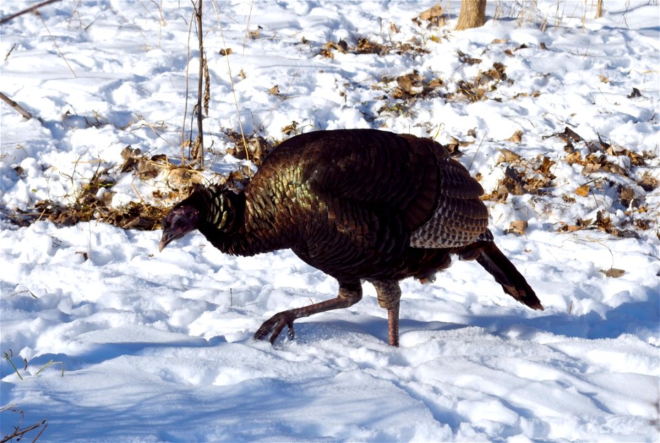 A female turkey grazes the snow for some grub!