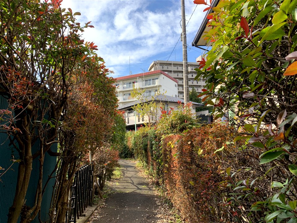 Higashihoncho Higashikurume-shi in November