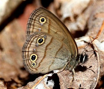 WOOD-SATYR, LITTLE (Megisto cymela) (05-04-2023) cades cove, great smoky mt nat park, blount co, tn -03 photo