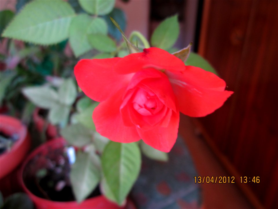 trandafmic2012_0413_134653