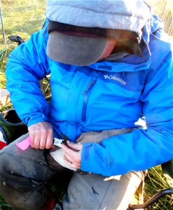 Banding Cackling Geese photo