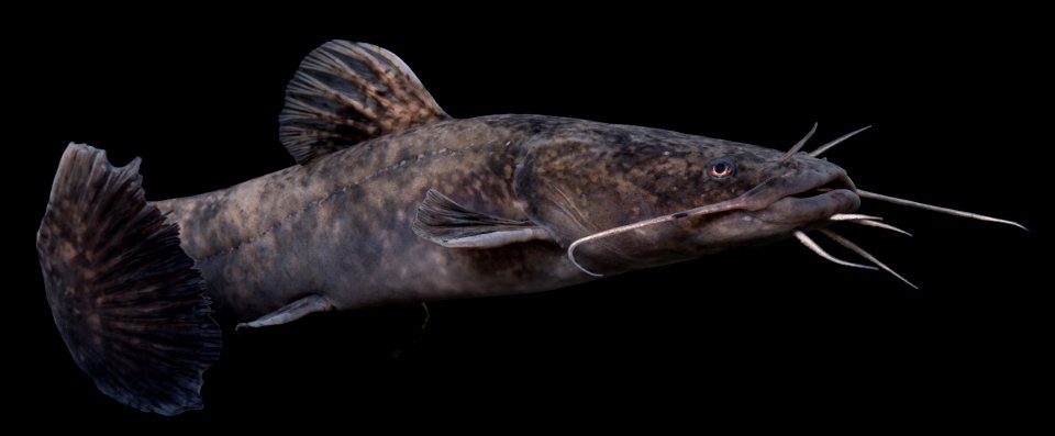 Flathead Catfish (Pylodictis olivaris)