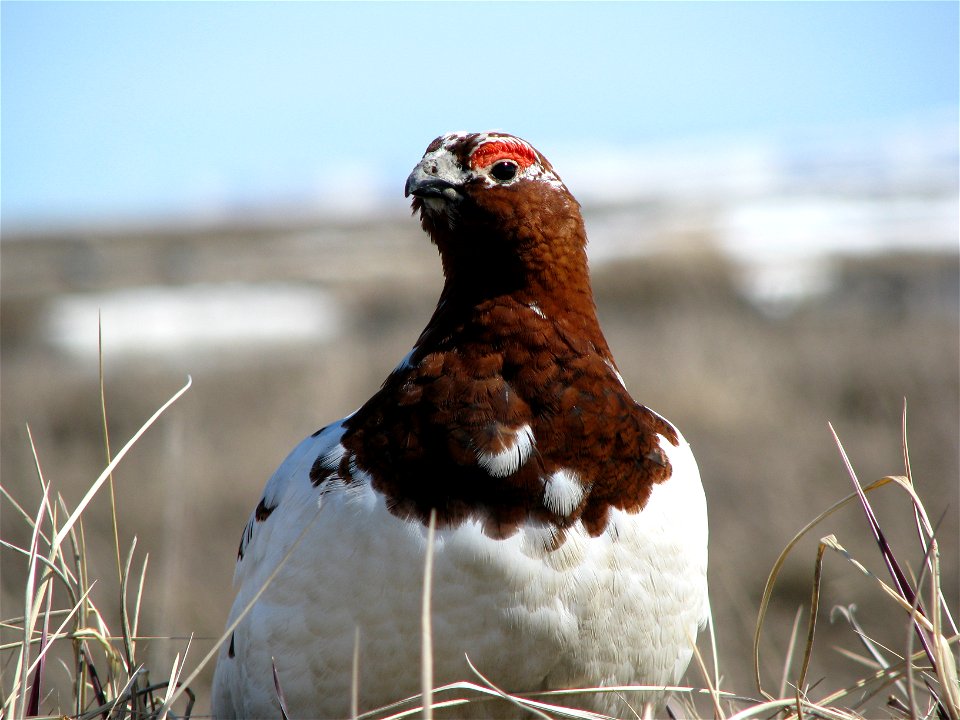 Close up of male willow ptarmigan