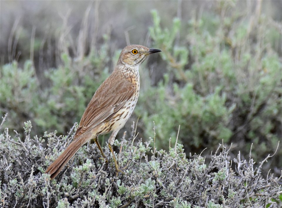Sage thrasher at Seedskadee National Wildlife Refuge