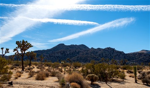 Joshua Tree National Park