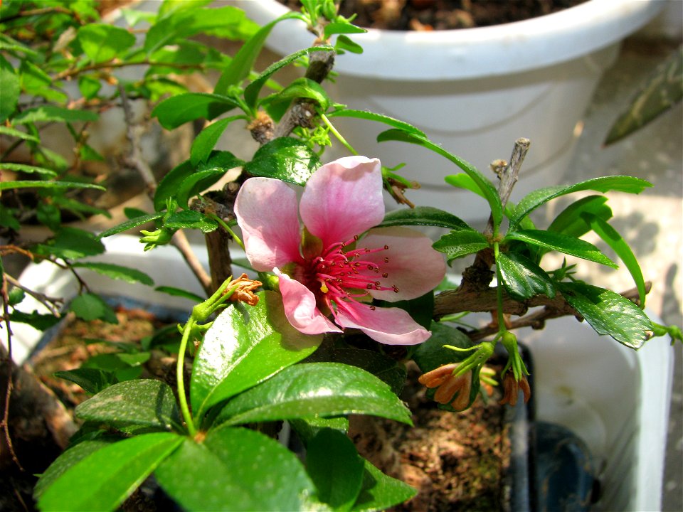 bonsai-bloom2009_0410_151246