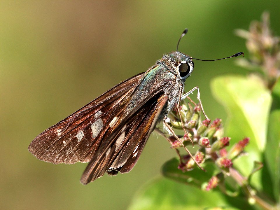 SKIPPER, BRAZILIAN (Calpodes ethlius) (02-19-2023) south texas ecotourisn center, cameron co, tx -02
