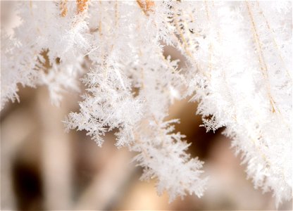 Hoar frost on Rocky Mountain Beeplant photo