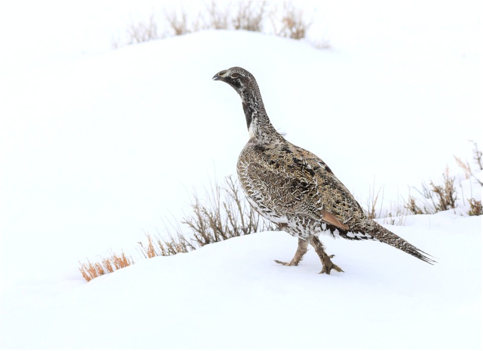 Greater sage-grouse on Seedskadee National Wildlife Refuge