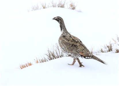 Greater sage-grouse on Seedskadee National Wildlife Refuge