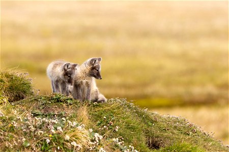 Arctic fox siblings photo