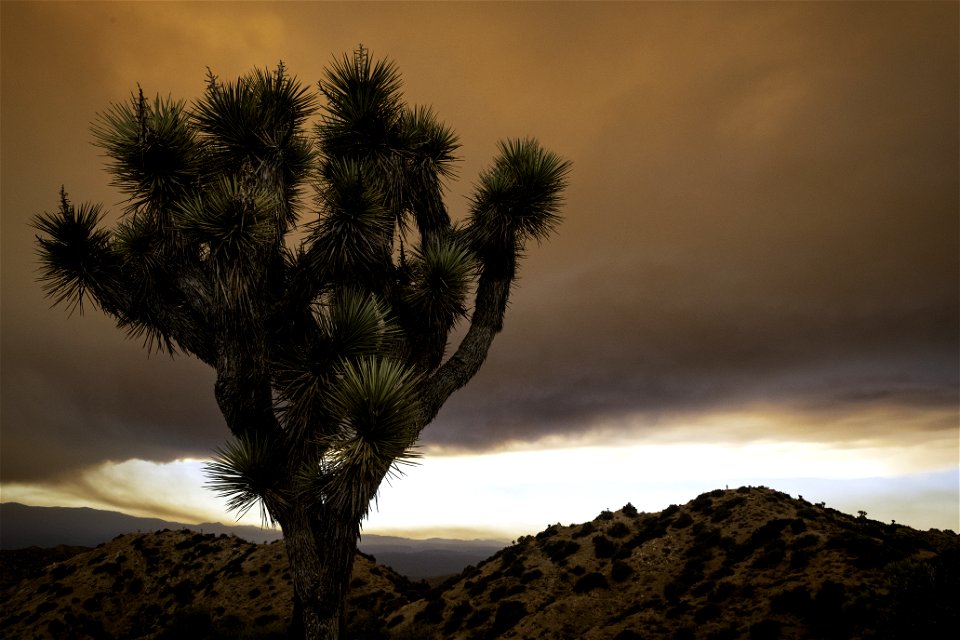 A Joshua tree against a sky filled with smoke from the Apple Fire