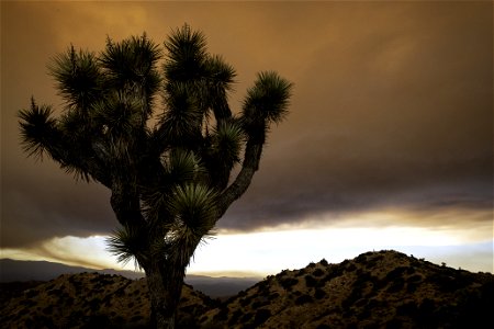 A Joshua tree against a sky filled with smoke from the Apple Fire photo