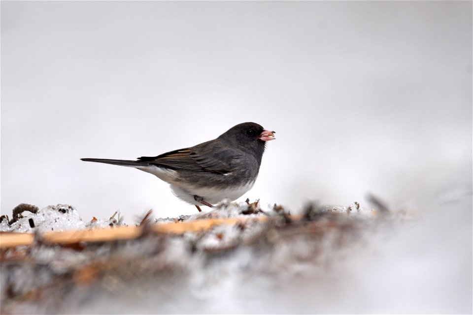 Dark-eyed junco in the snow photo