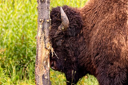 Bull bison rubbing on a tree