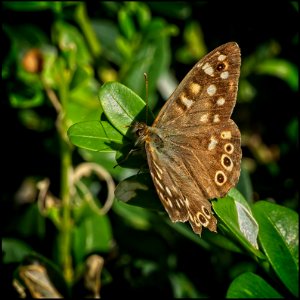 Speckled Wood photo