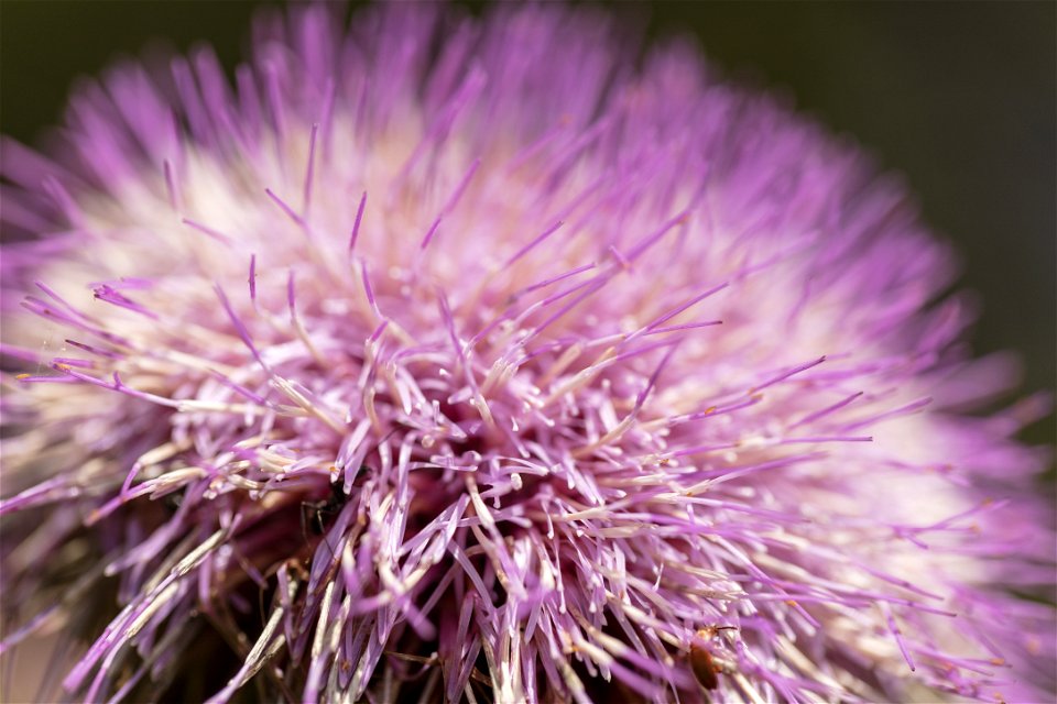 Thistle Flowerhead