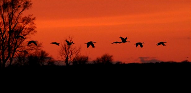 Sandhill Cranes at Sunset Huron Wetland Management District South Dakota