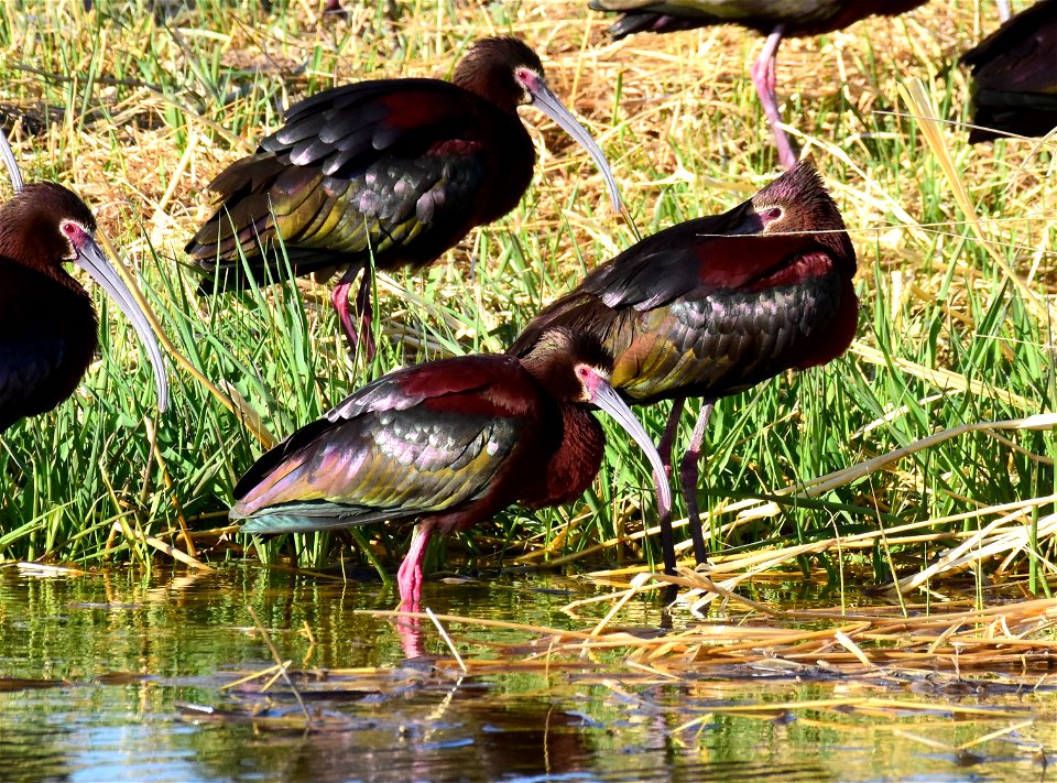 White-faced ibis at Seedskadee National Wildlife Refuge