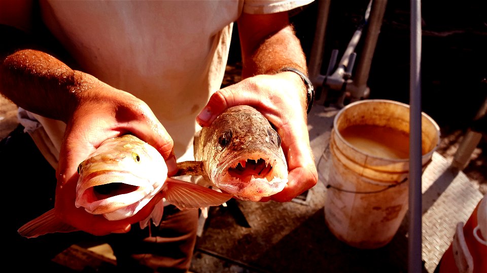 Walleye and Colorado Pikeminnow photo