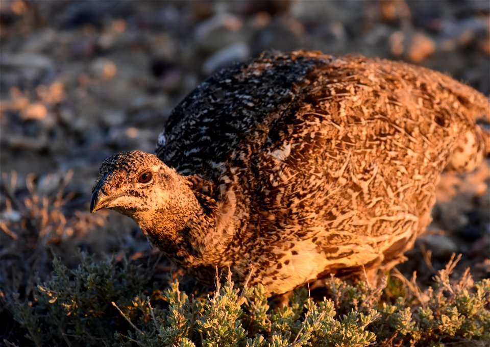 Greater sage-grouse at Seedskadee National Wildlife Refuge