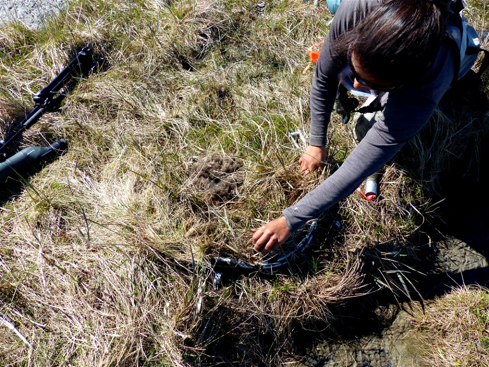 Setting bownet on spectacled eider nest photo