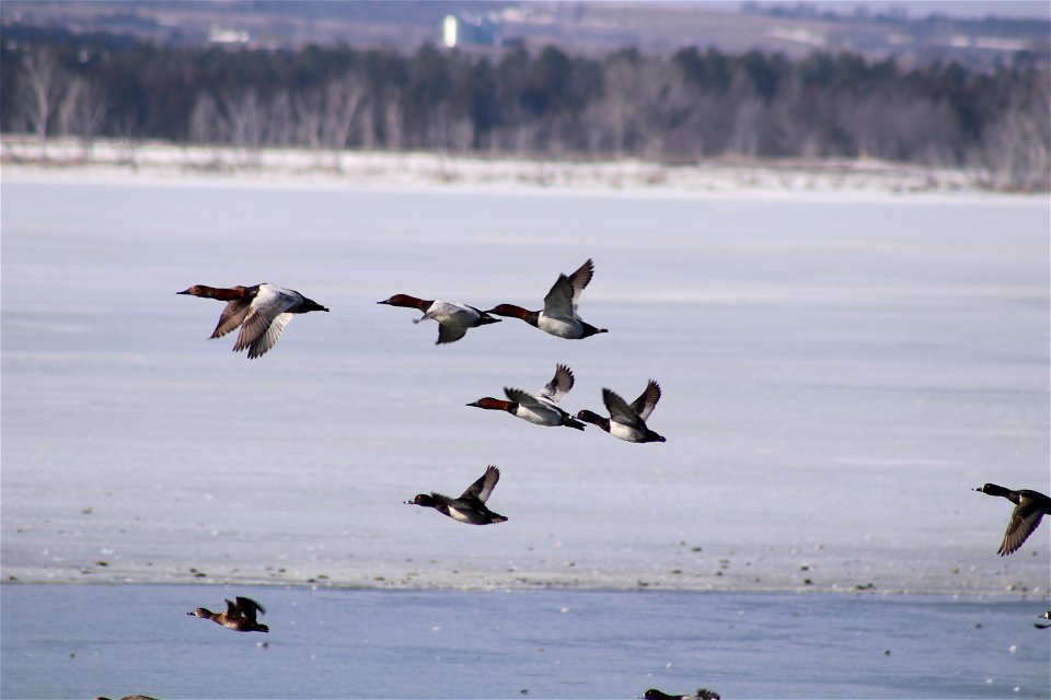 Canvasback Lake Andes National Wildlife Refuge