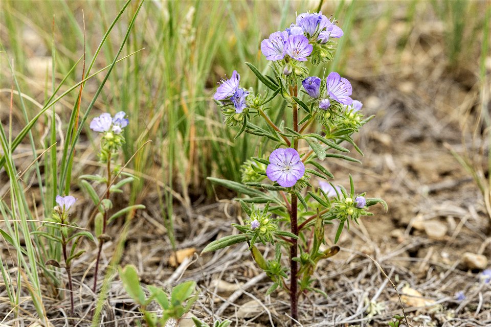 Phacelia linearis
