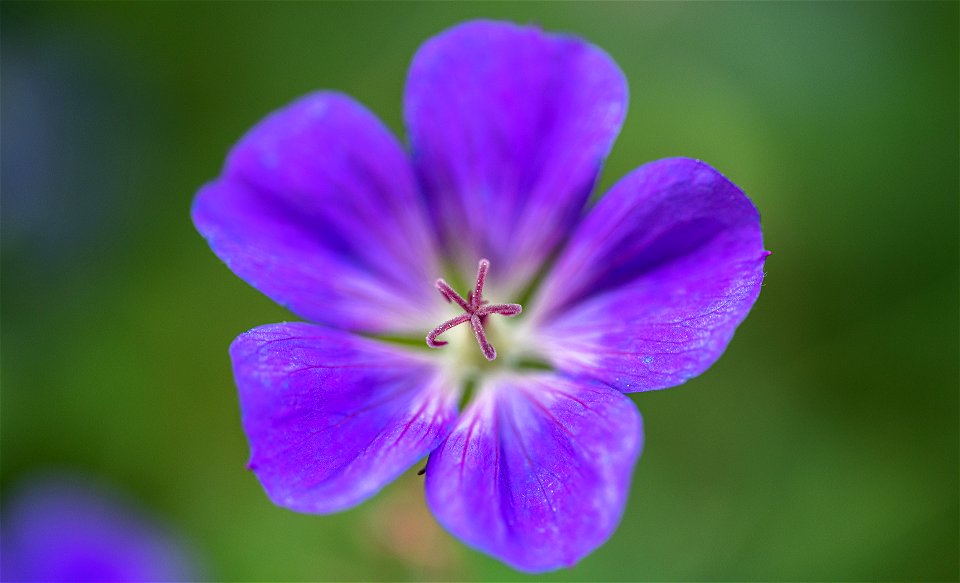 Blumen gehen immer