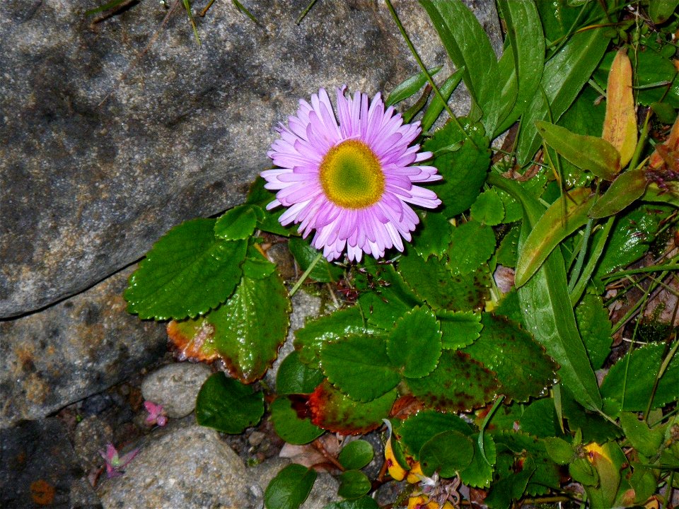 wilderness flower