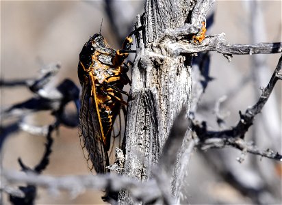 Sagebrush cicada (Okanagana bella) at Seedskadee National Wildlife Refuge Wyoming