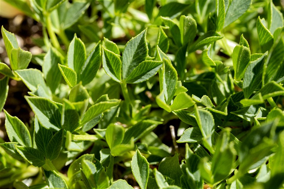 Trifolium barnebyi