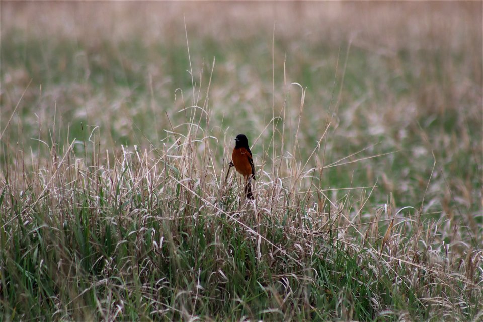 Orchard Oriole Broken Arrow WPA Lake Andes Wetland Management District South Dakota