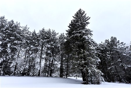 Snow covered red pines photo